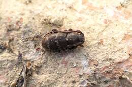 Parmena unifasciata (Rossi 1790)的圖片