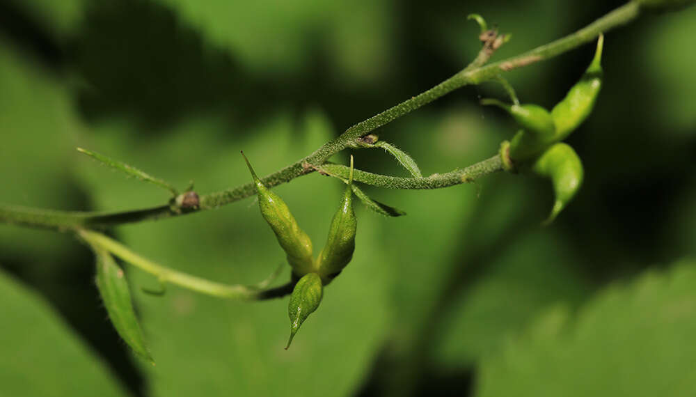 Imagem de Aconitum ranunculoides subsp. puchonroenicum (Uyeki & Sakata) V. N. Voroschilov