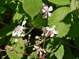 صورة Rubus rubritinctus W. C. R. Watson