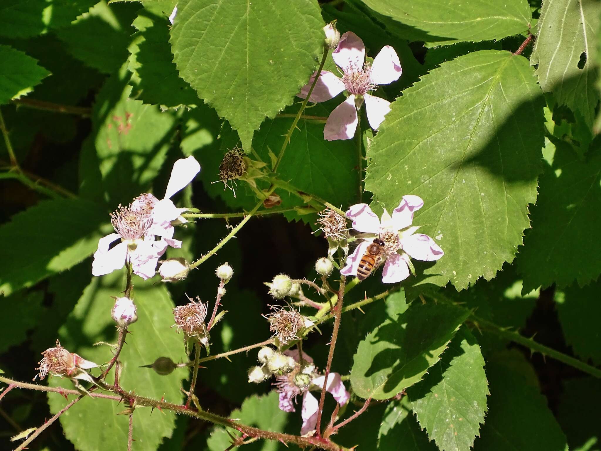 Image of Rubus rubritinctus W. C. R. Watson