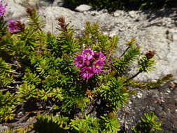 Image of purple mountainheath