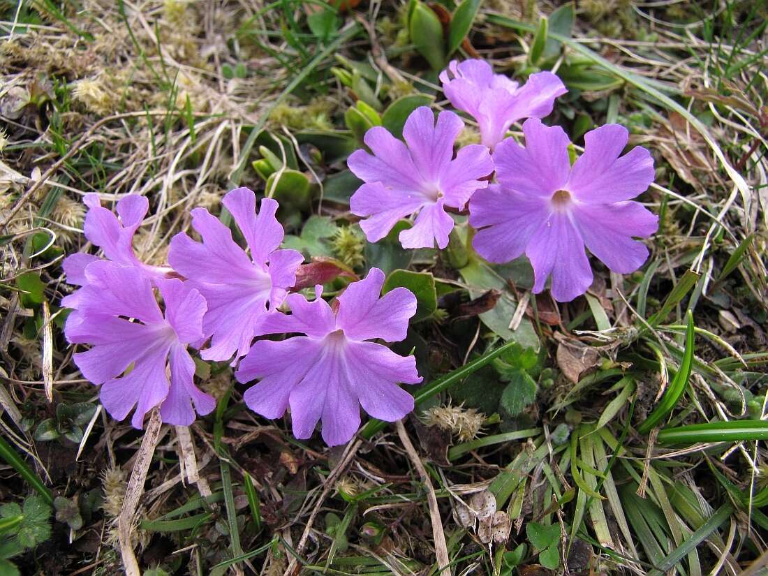 Image of Primula wulfeniana Schott