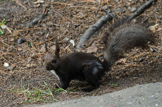 Image of West Siberian Red squirrel
