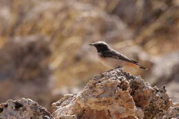 Image of Kurdish Wheatear