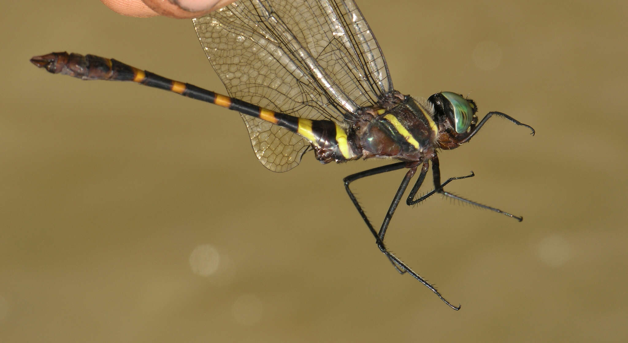 Image of Epophthalmia frontalis Selys 1871