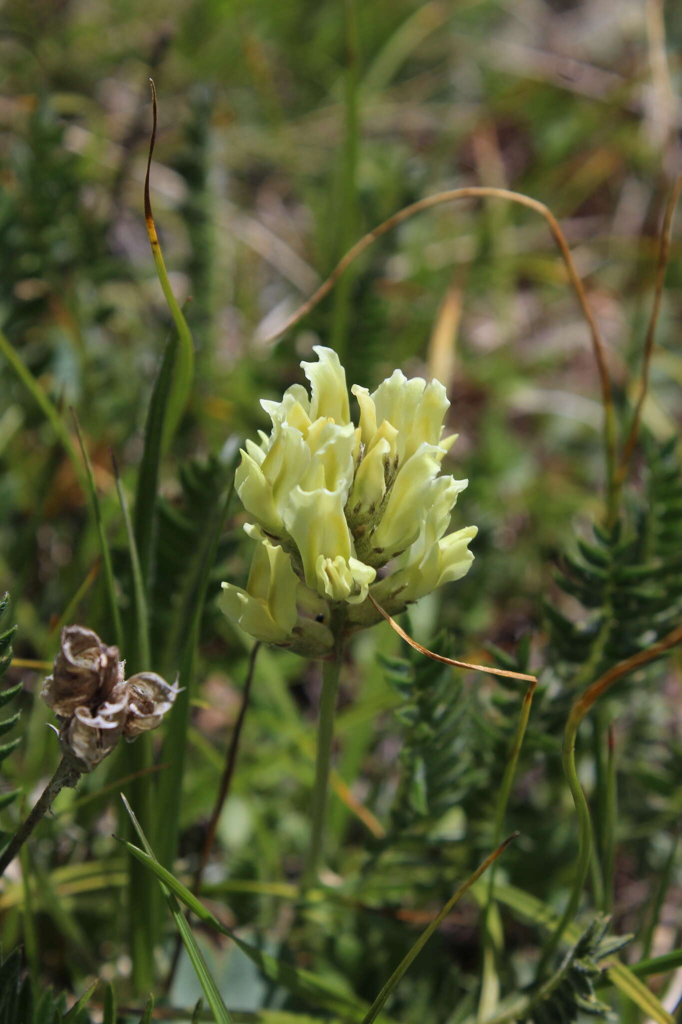 Image de Oxytropis kubanensis Leskov