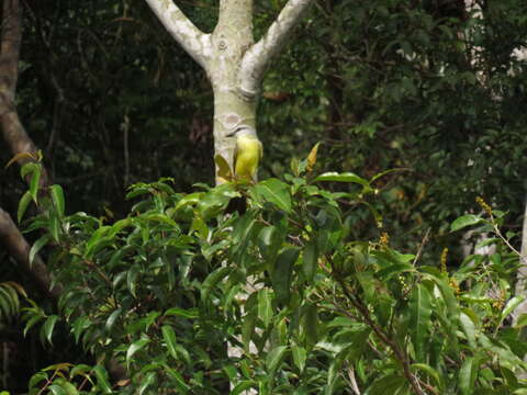 Image of White-throated Kingbird