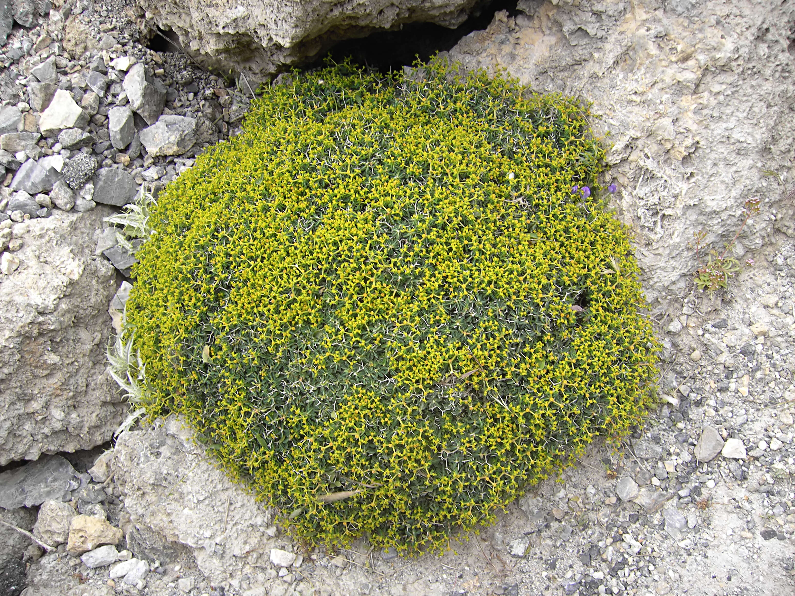 Imagem de Euphorbia acanthothamnos Heldr. & Sart. ex Boiss.