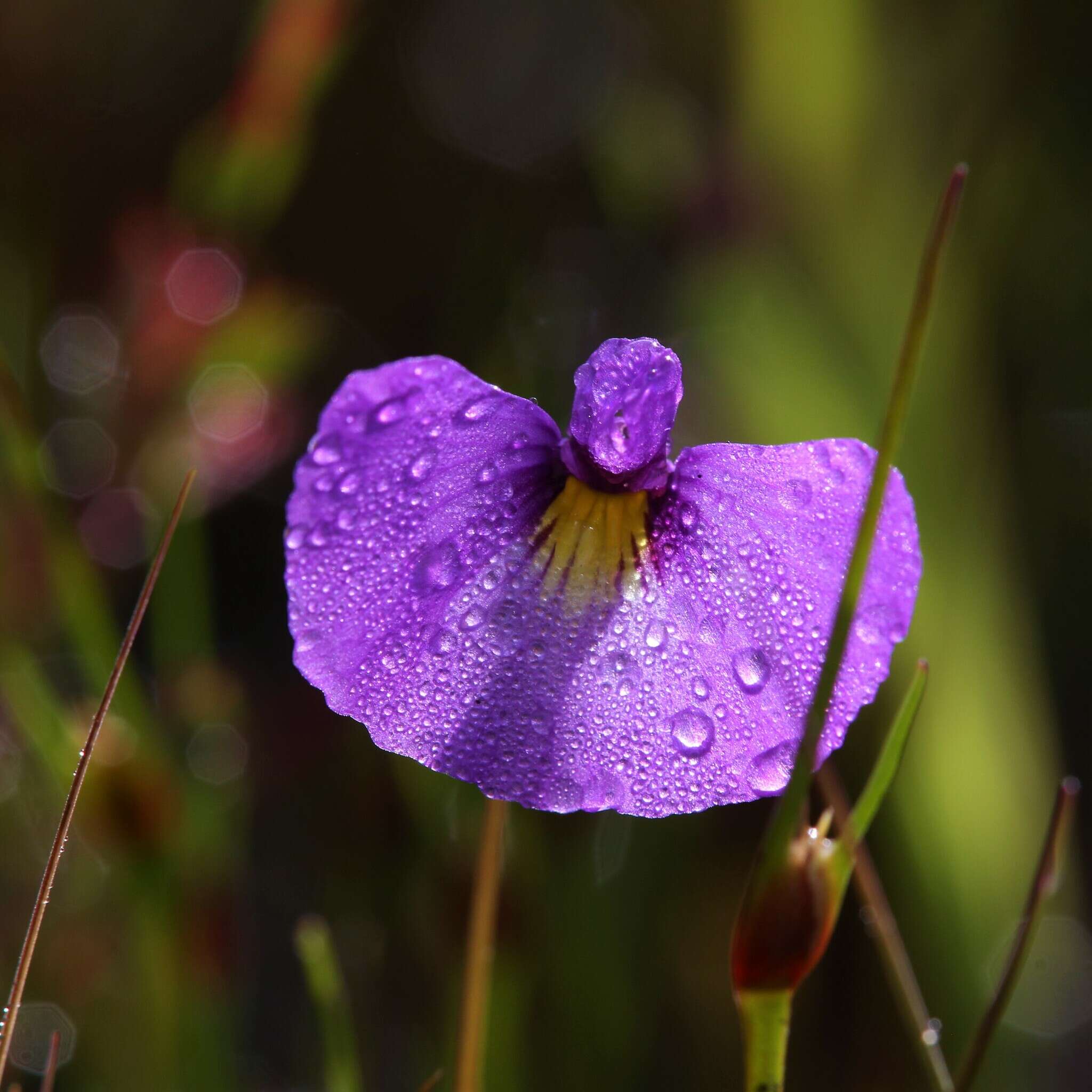 Image of Utricularia petertaylorii Lowrie