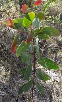 Image of Acacia bancroftiorum Maiden