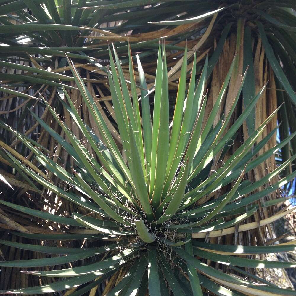 Image of Yucca periculosa Baker