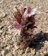 Image of desert broomrape