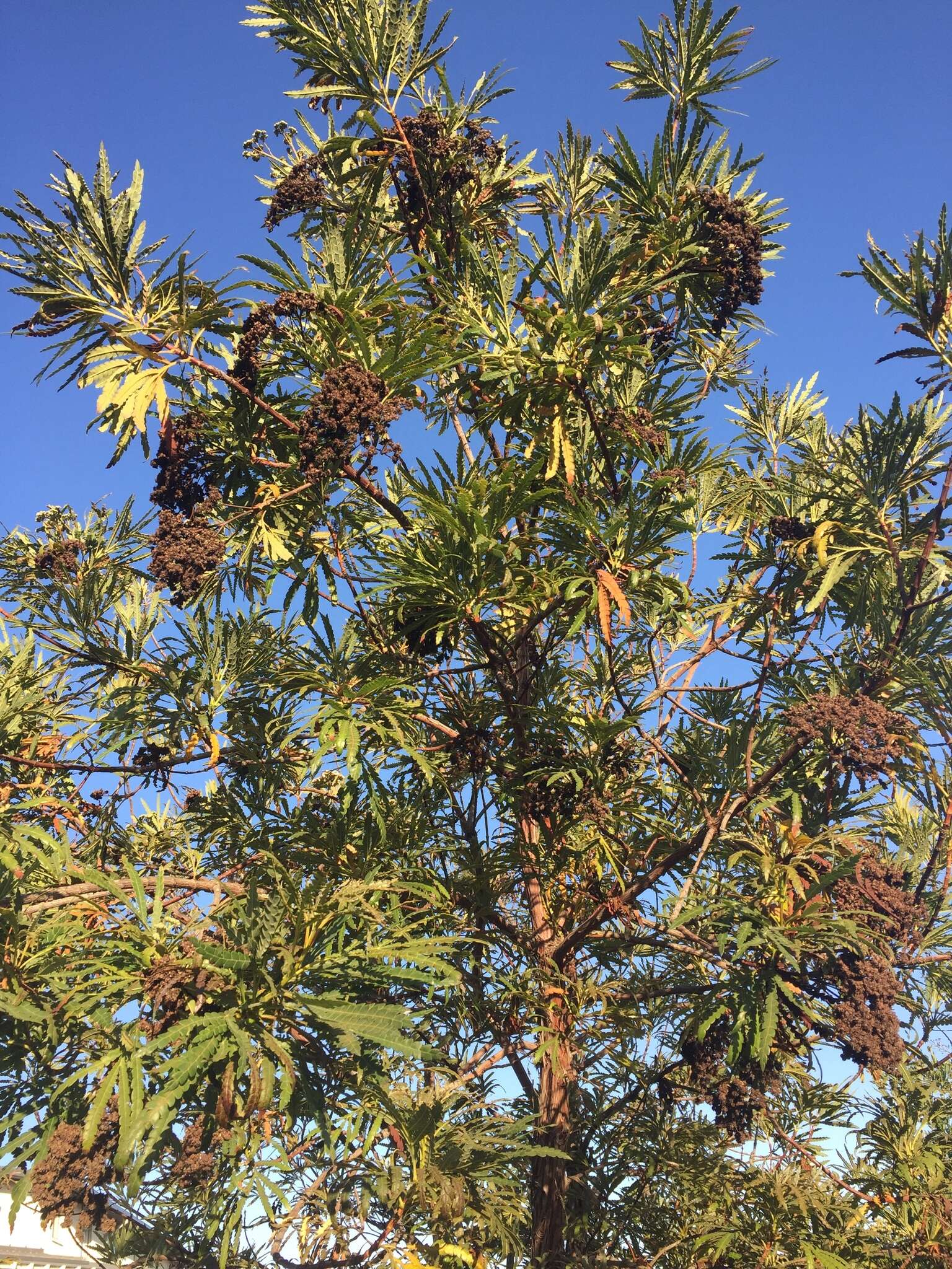 Image of Catalina ironwood