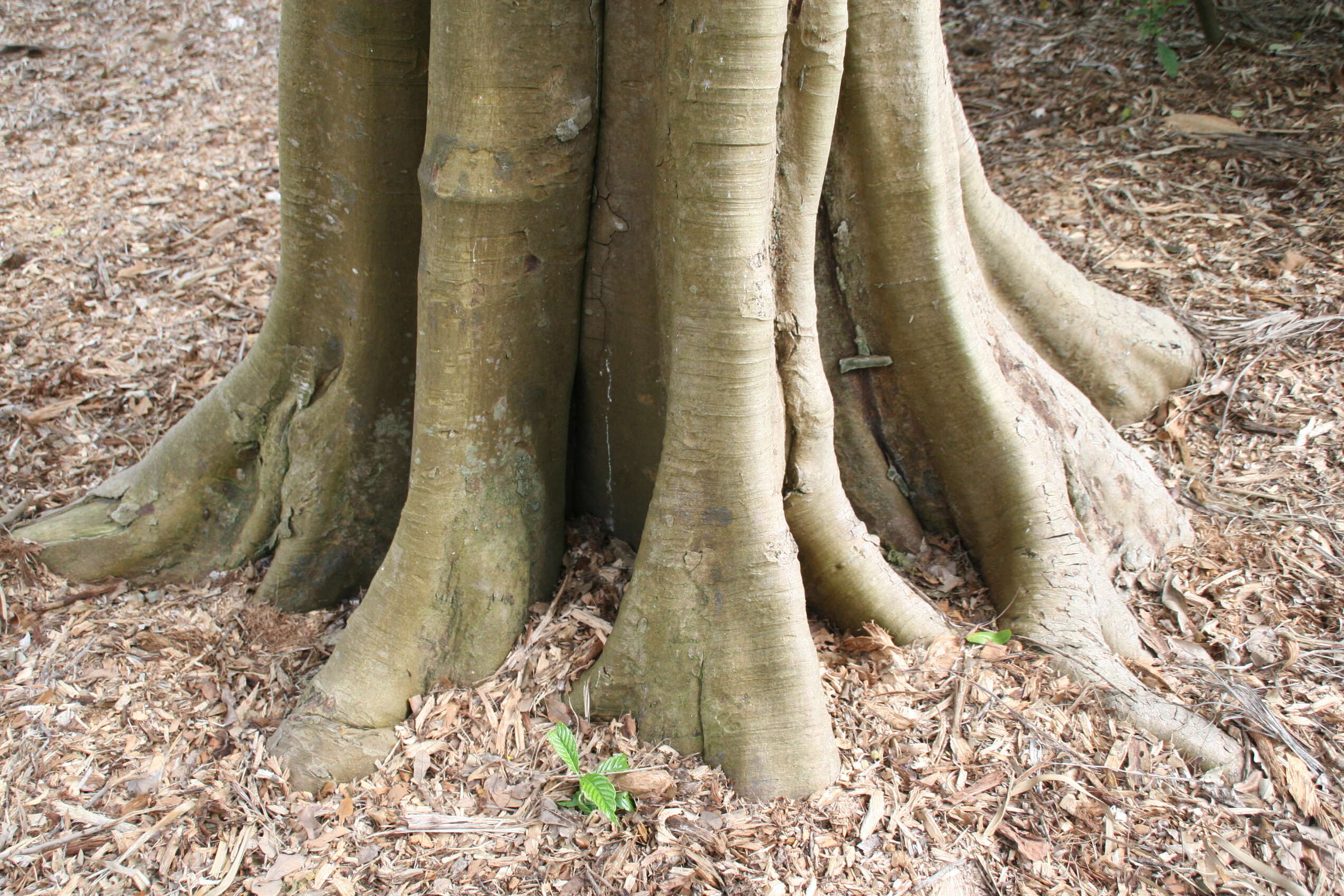 Image of breadnut