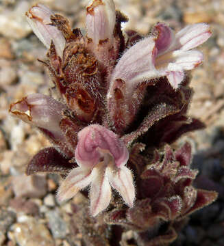 Image of desert broomrape