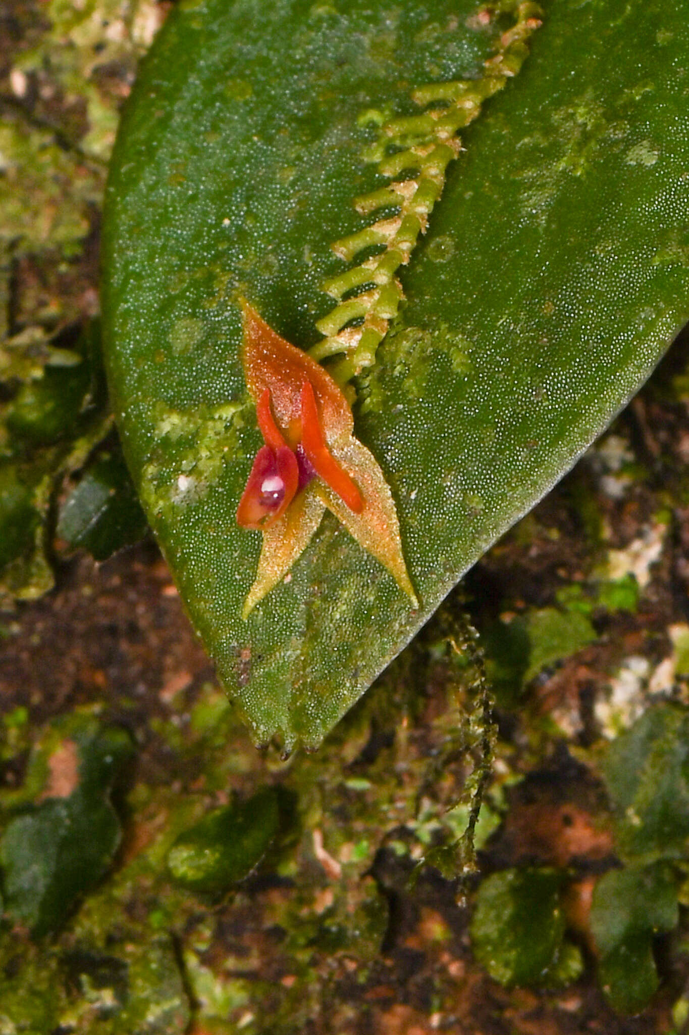 Image of Lepanthes monteverdensis Luer & R. Escobar