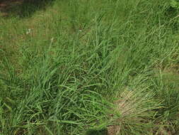 Imagem de Bothriochloa longipaniculata (Gould) Allred & Gould