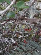 Image of New Caledonian Parakeet