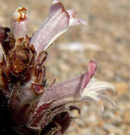 Image of desert broomrape