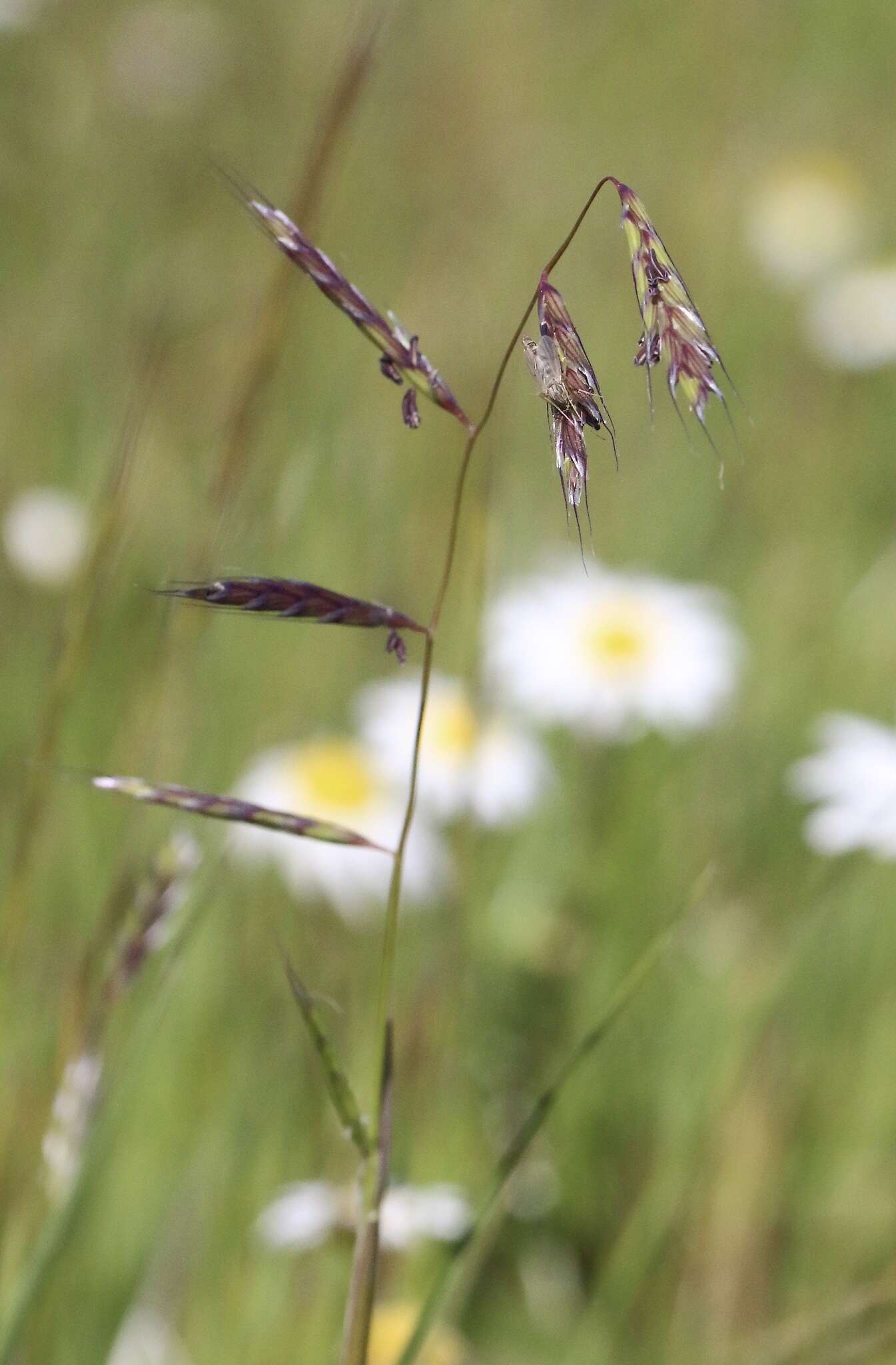 Image of annual semaphoregrass