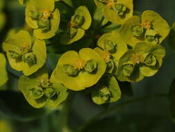 Image of Euphorbia salicifolia Host