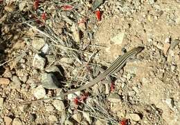 Image of Desert Grassland Whiptail