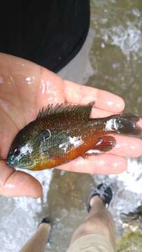 Image of Longear Sunfish