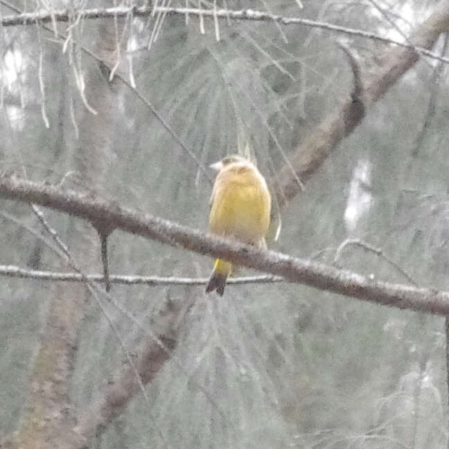 Image of Grey-capped Greenfinch