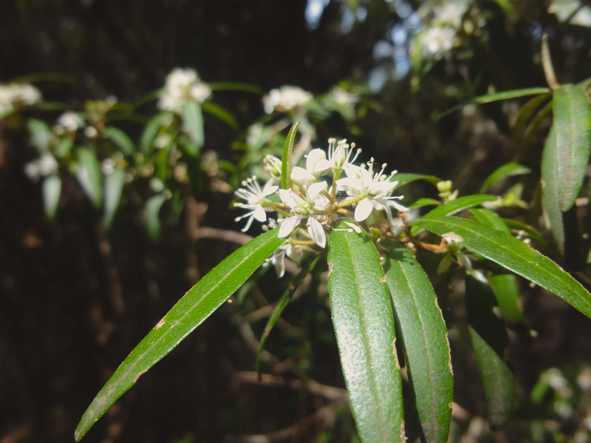 Image of Nematolepis squamea (Labill.) Paul G. Wilson