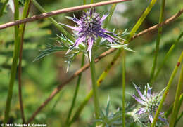 Image de Eryngium hookeri Walp.