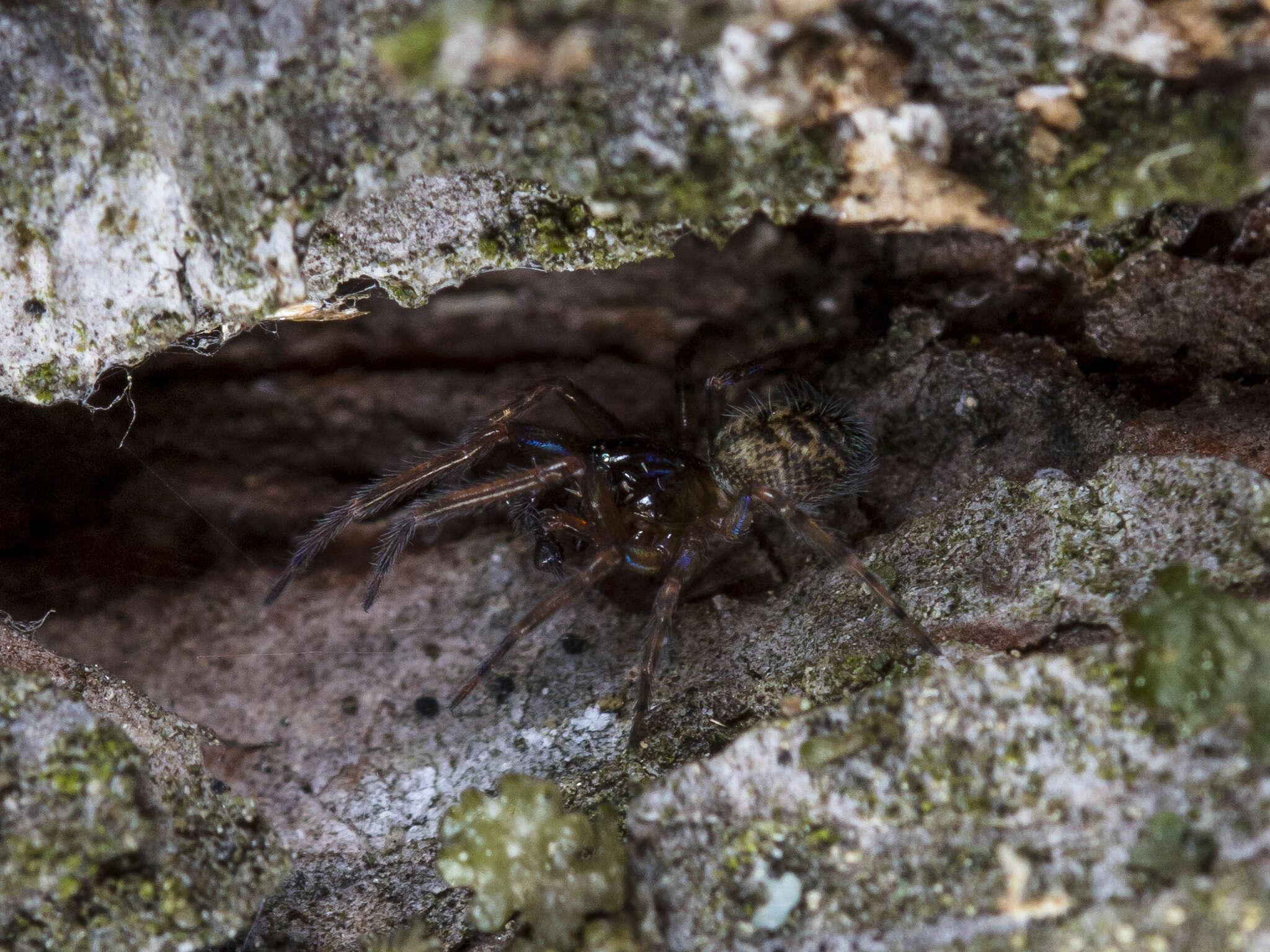 Image of Lathys truncata Danilov 1994