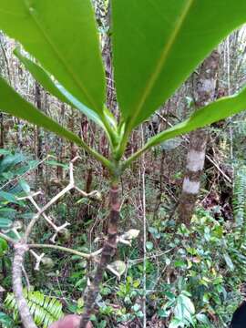 Image of Anthocleista madagascariensis Baker