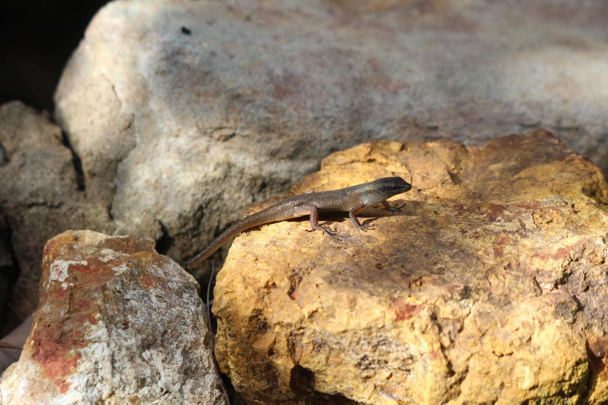 Image of Closed-litter Rainbow-skink