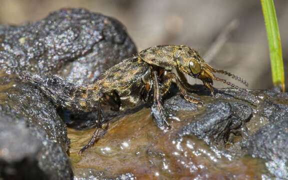 Image of Ontholestes tessellatus (Geoffroy 1785)