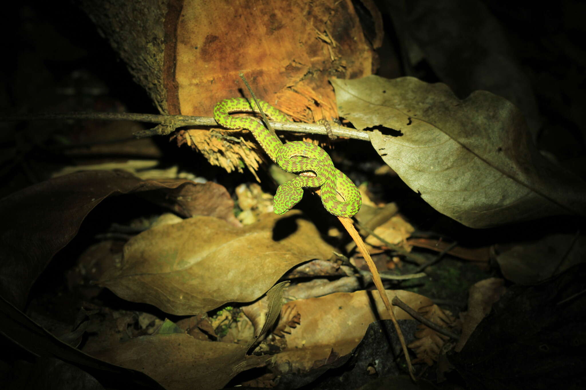 Image of Beautiful pitviper