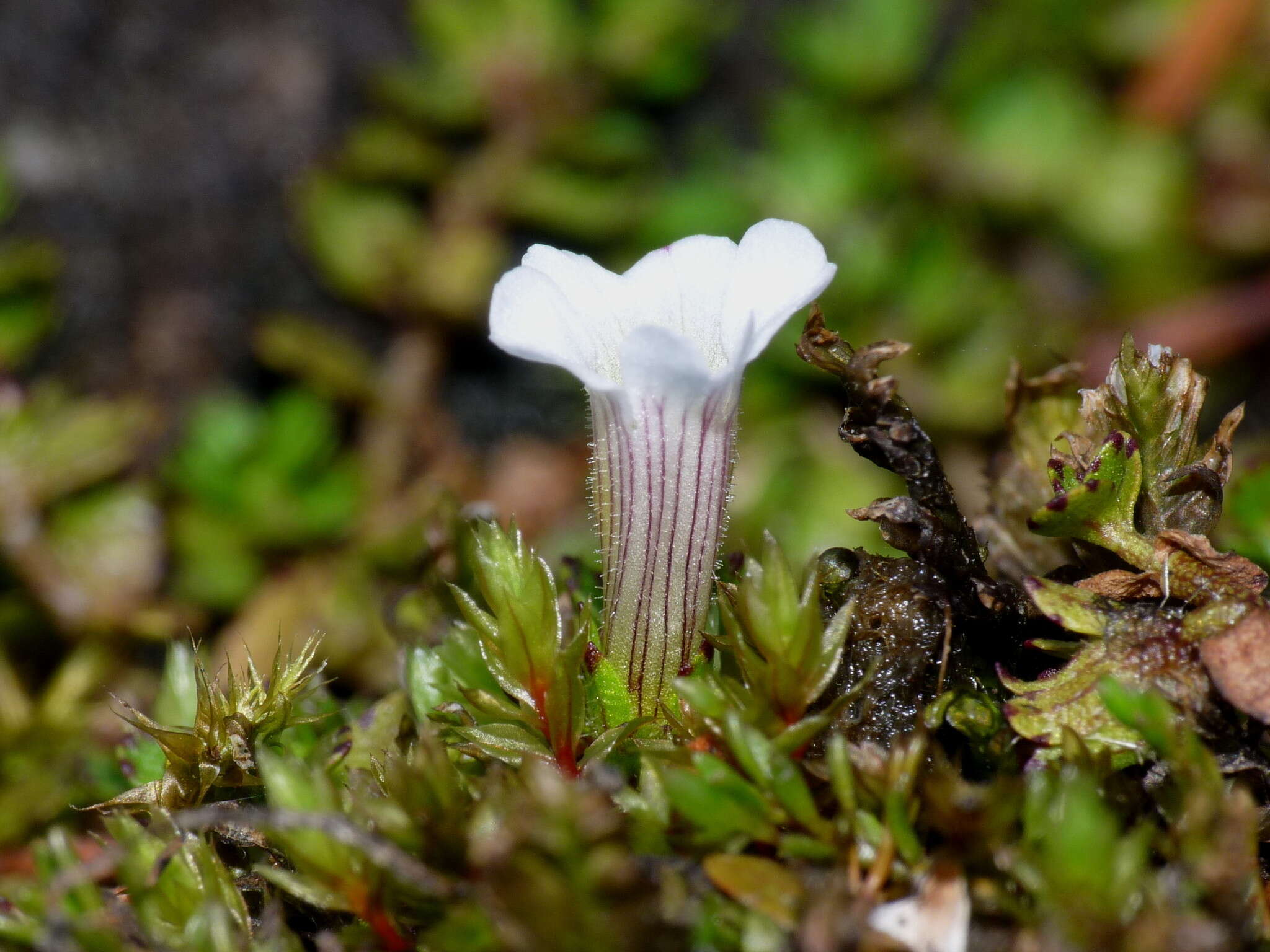 Image of Gratiola concinna Colenso