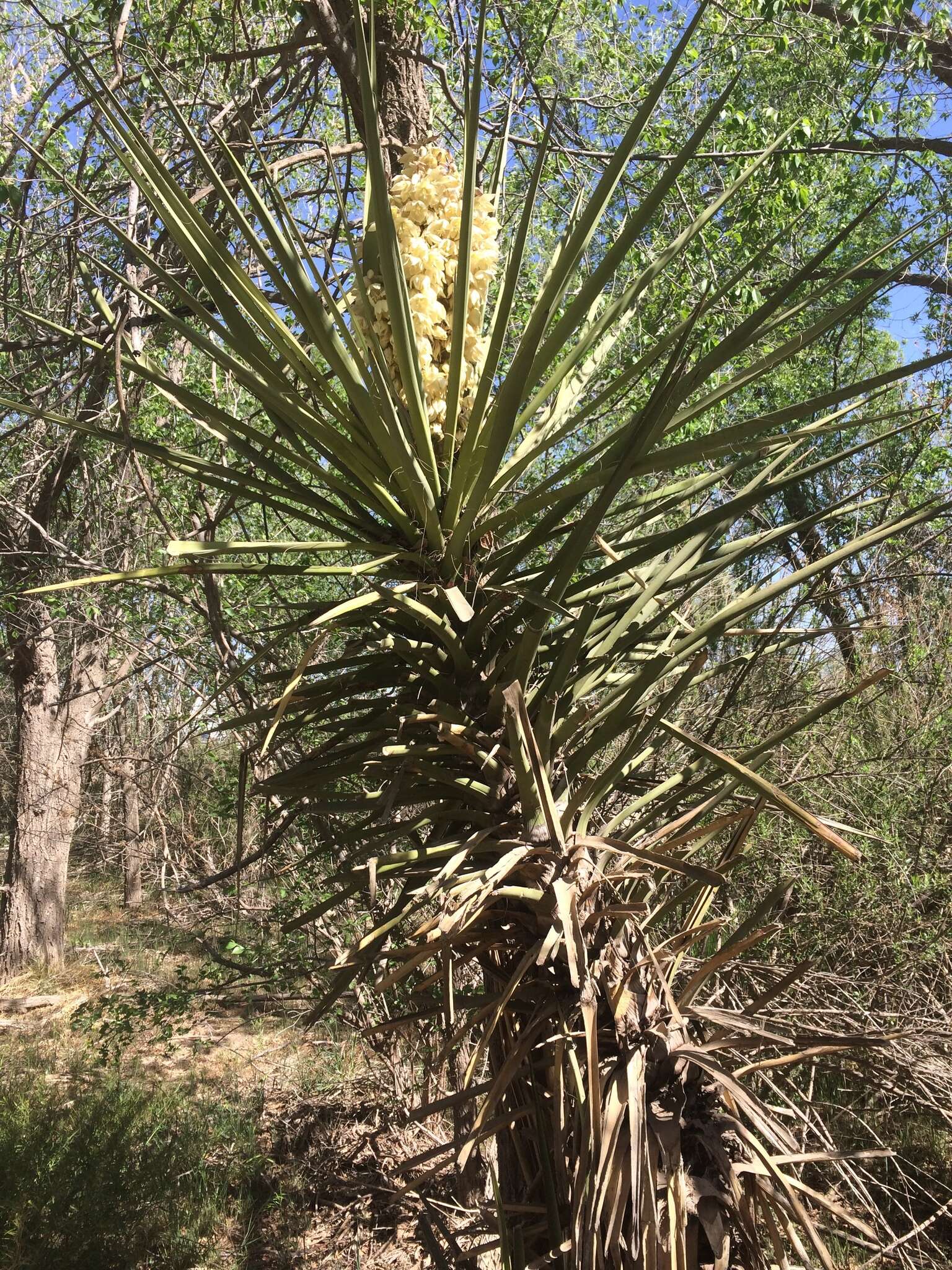 Sivun Yucca faxoniana Sarg. kuva