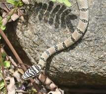 Image of Indian flying snake