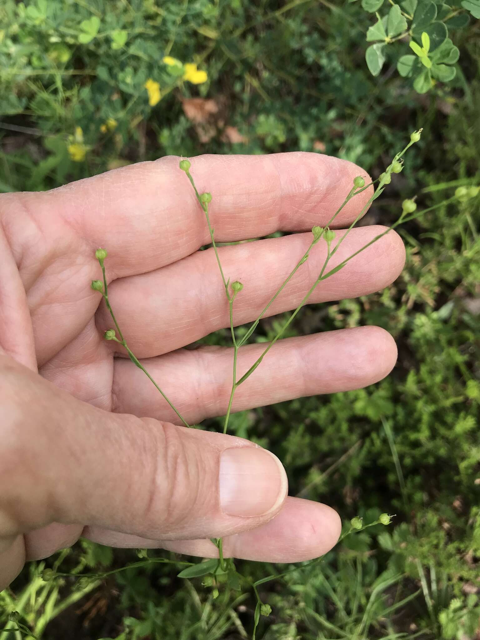 صورة Linum virginianum L.