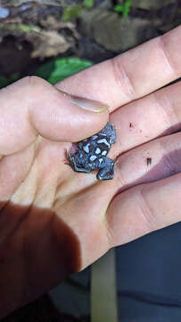 Image of Southern Narrow-mouthed Toad