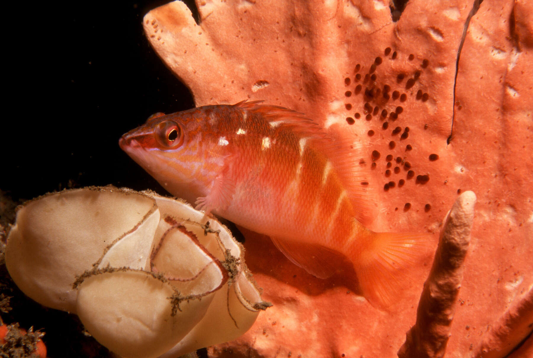Image of Half-banded seaperch