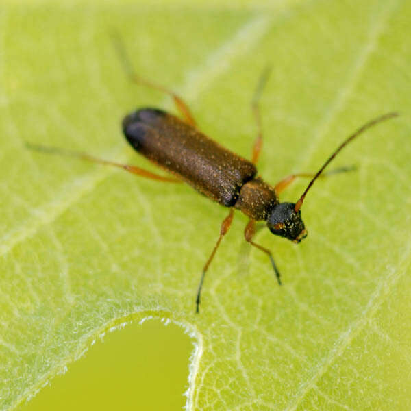 Image of Grammoptera ustulata (Schaller 1783)