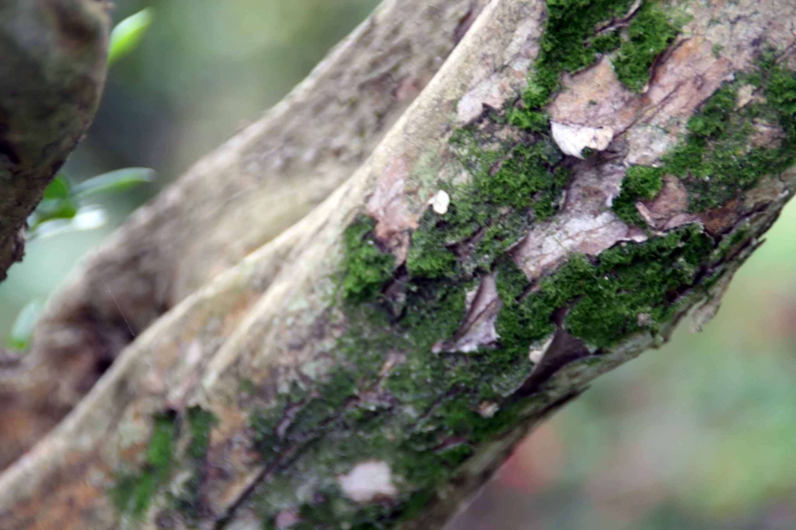 Image de Murraya paniculata (L.) Jacq.