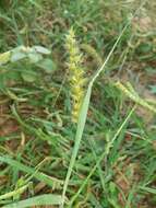 Image of Indian sandbur