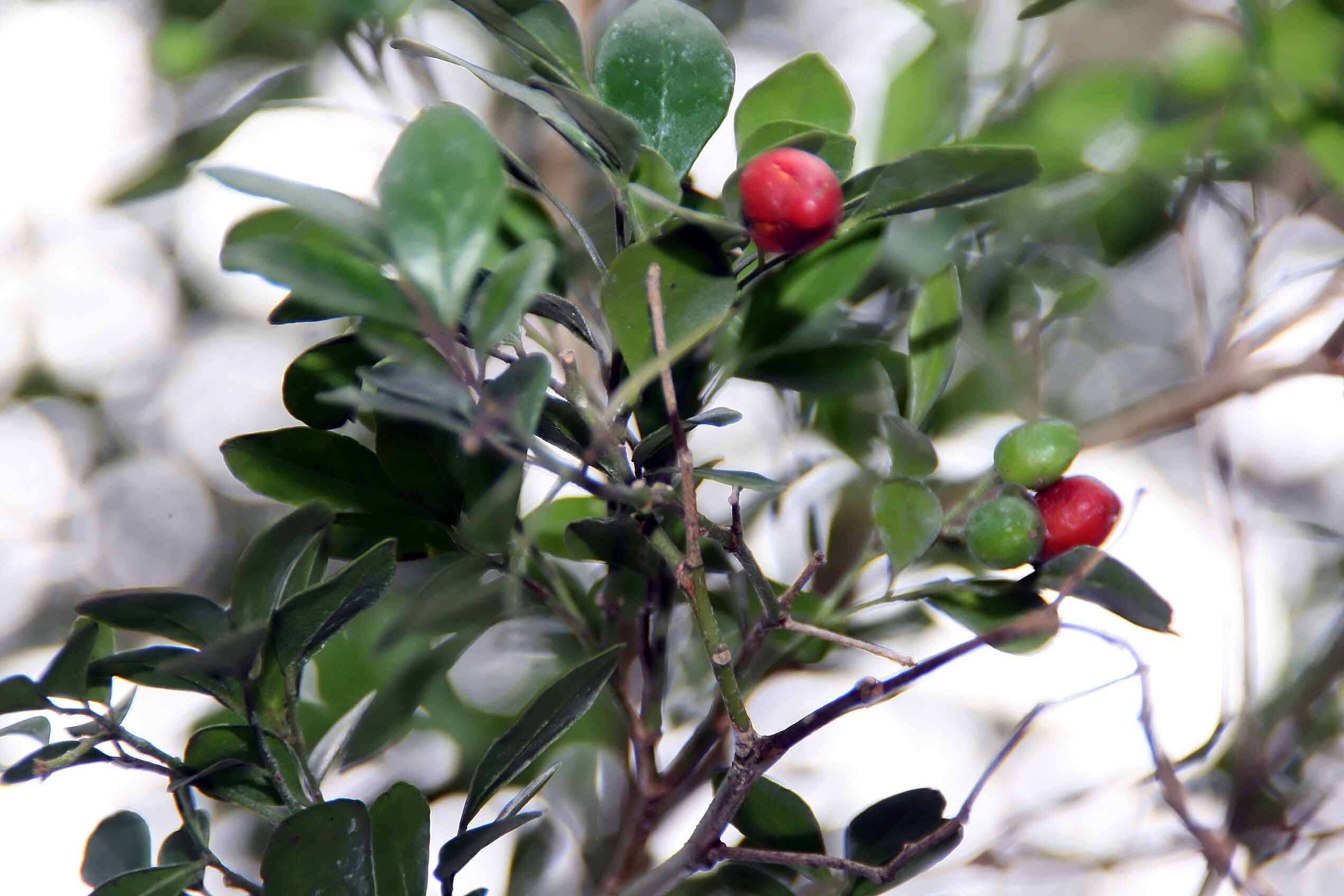 Image of orange jasmine