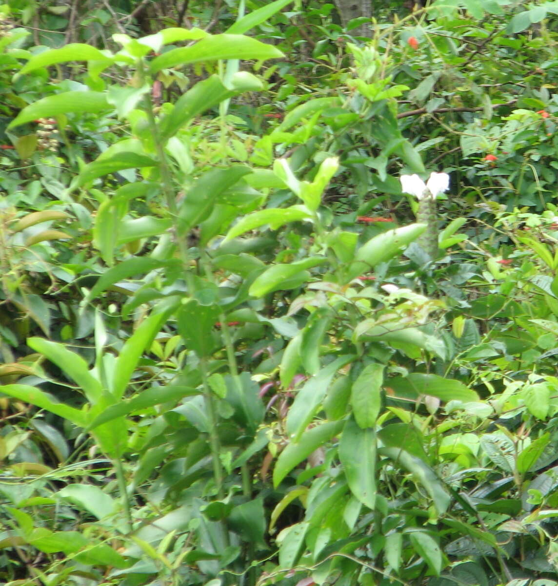 Image of Costus arabicus L.