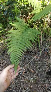 Dryopteris aitoniana Pic. Serm. resmi