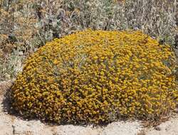 Image of Helichrysum italicum subsp. microphyllum (Willd.) Nym.