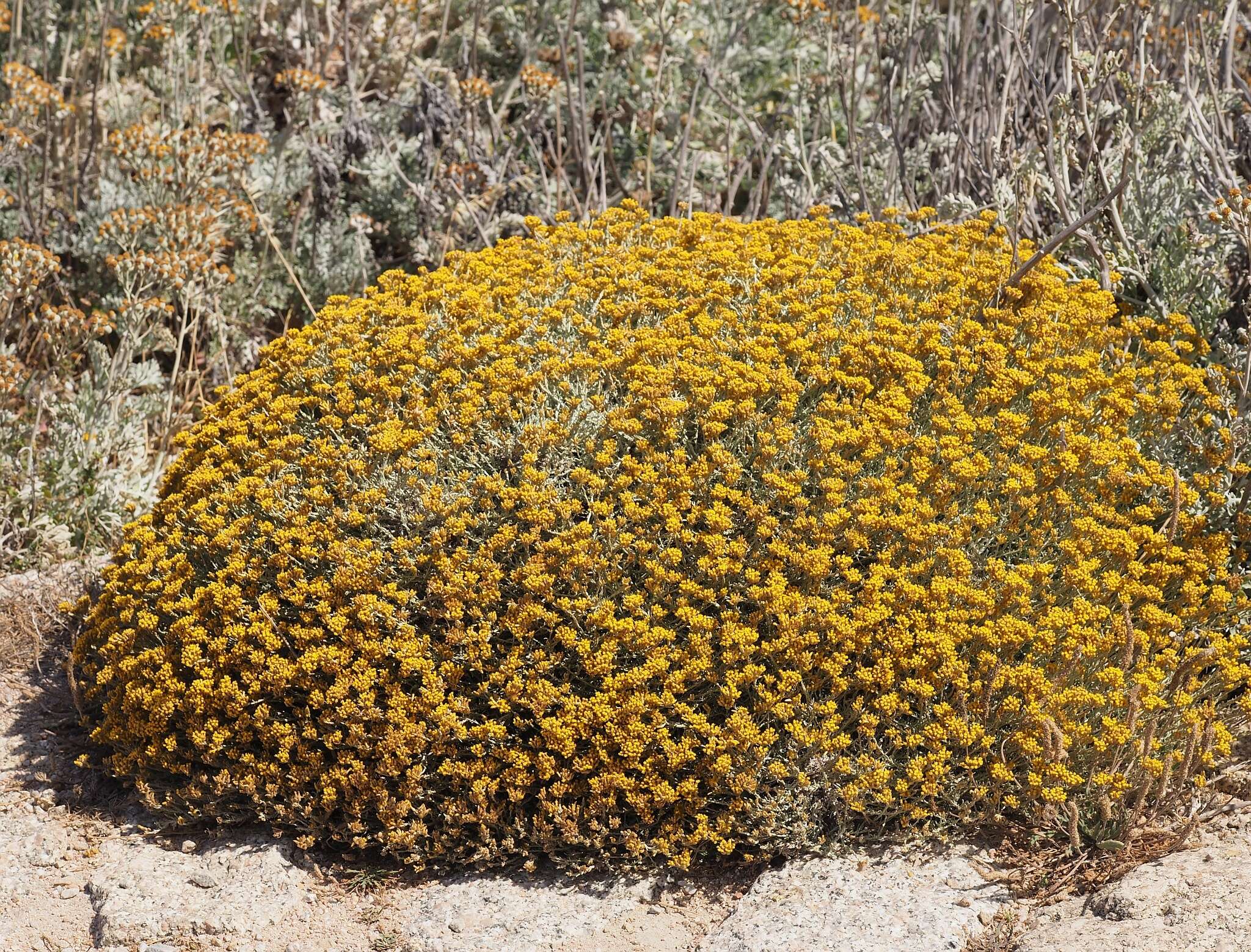 Слика од Helichrysum italicum subsp. microphyllum (Willd.) Nym.