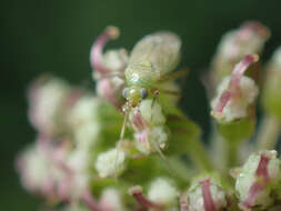 Plagiognathus chrysanthemi (Wolff 1804)的圖片